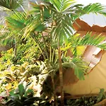 Tropical Islands 4*